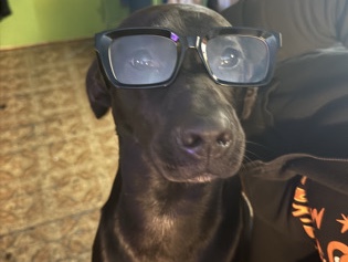 Labrador Retriever – Rehoming Zoey – Savannah