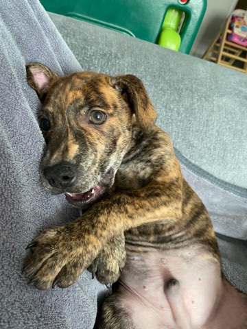 American Staffordshire Terrier – staffy cross mastiff
