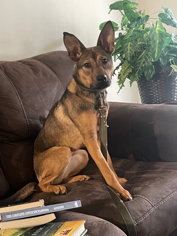 German Shepherd – Shepherd Mix
