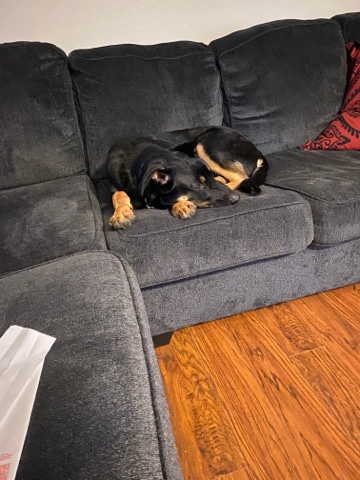 German Shepherd – Zeus needs a new home