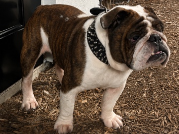 Bulldog – Brindle English Bulldog – Dallas