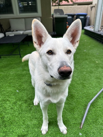 German Shepherd – rebo