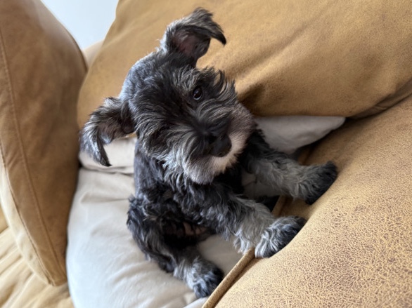 Miniature Schnauzer - miniature Schnauzer Diamond  available for adoption in Los Angeles