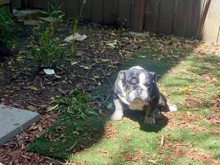 Bulldog – Rambo Micro EB – Vallejo