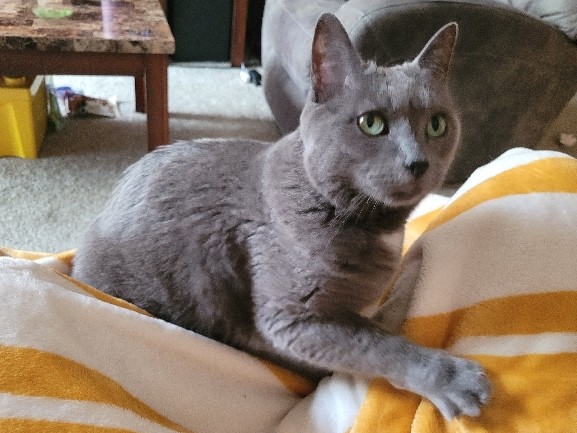 American Shorthair – Willow – Hopkins