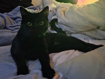 black kitten – Salt Lake City