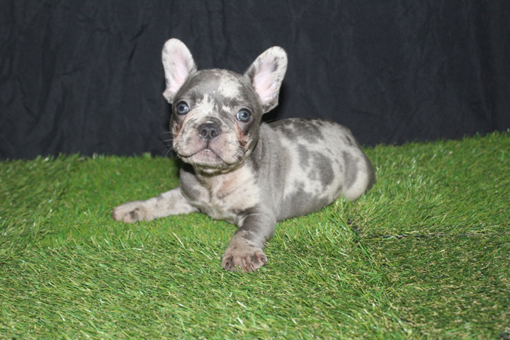 French Bulldog – come get me