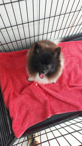 Pomeranian – male Pomeranian 5 months old