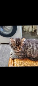 Looking for a long hair kitten, ready for a loving forever home ❤️