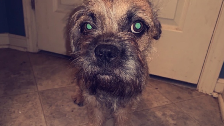 Ollie needs a loving home!!