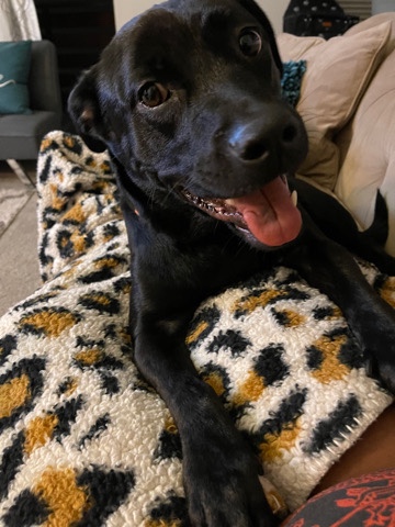 Labrador Retriever – Diamond