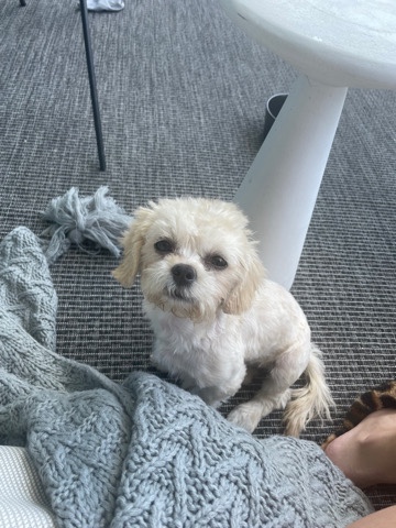 Shih Tzu – Cute Twinkie