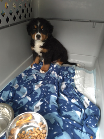 Bernese Mountain Dog – Bernese Mountain Dog Puppy