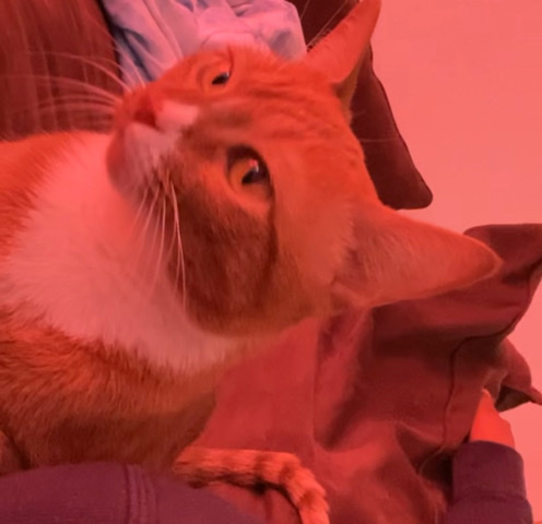 Very calm and loving cat