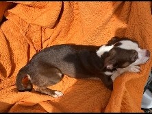 Not selling, rehoming for FREE