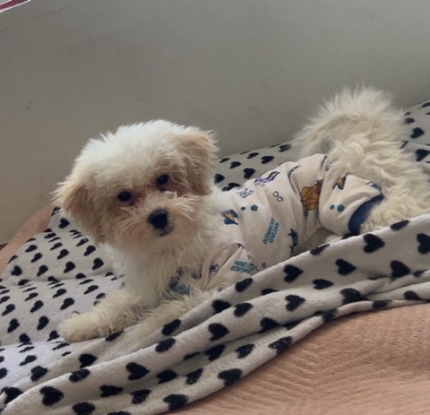 Poodle – He Needs A Home