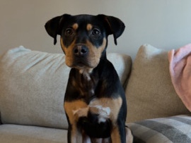 Mixed Breed – mixed breed-ivy – Georgetown