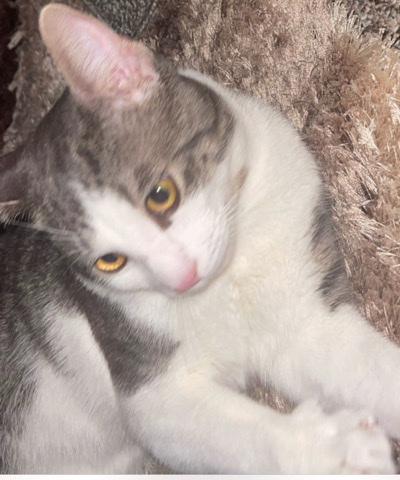 Cute Cat