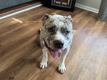 American Pit Bull Terrier – Merle Pitbull