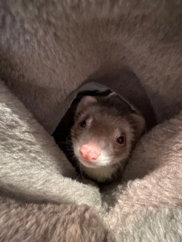 ferret – Female Ferret