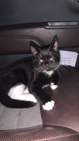 kitten for sale