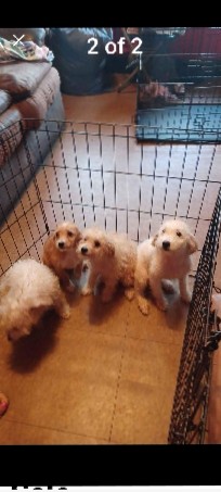 Poodle – 12 Poodles For sale