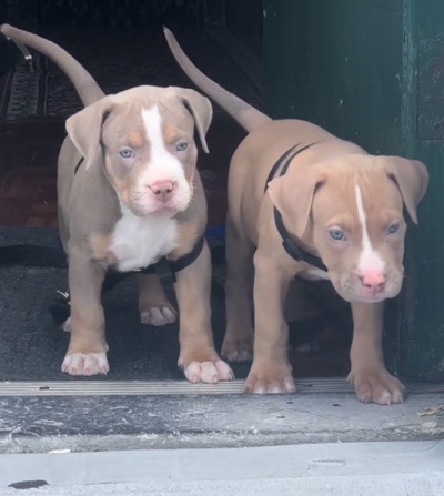 XL American Bully