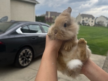 Lionhead – bunnies – Pickerington