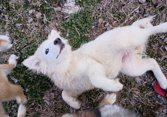 Alaskan Malamute – all white puppy