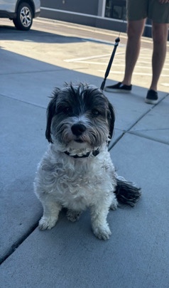 Havanese Maltese Dog for Sale