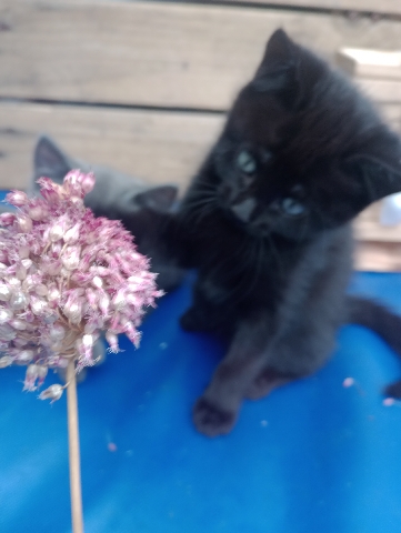 kittens for sale
