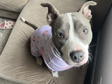 American Pit Bull Terrier – pitty adoption-Indigo – Charleston