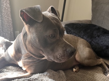 American Pit Bull Terrier – Friendly American Pit Bull Terrier – 5 Years Old in Cape Girardeau – Cape Girardeau