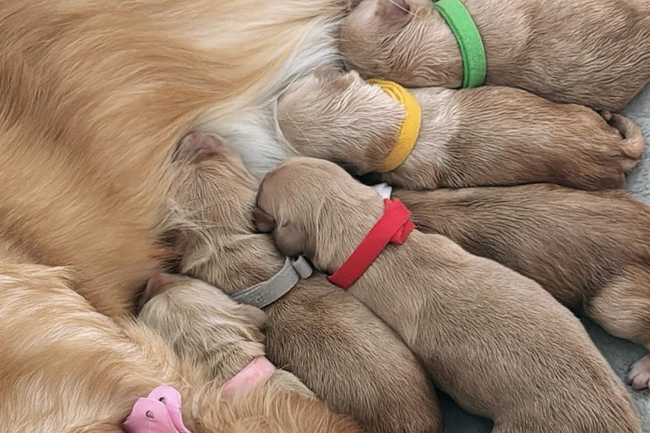 Golden Retriever – AkC Golden Retrievers