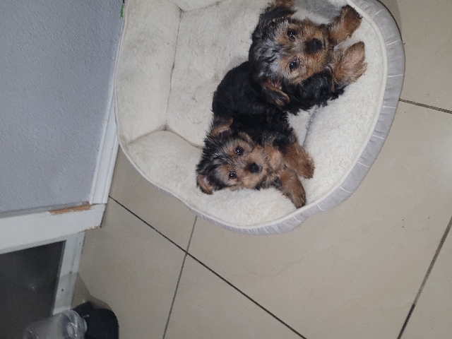 Yorkshire Terrier – yorkies puppies