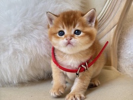 Scottish Fold – Szkocki złoty prostouchy kociak – Świebodzice