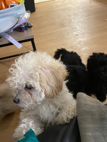 Shih Tzu – puppies for sale