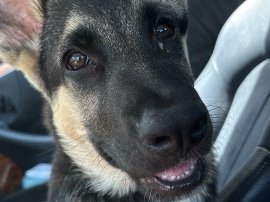 German Shepherd - Pure German Shepherd  available for adoption in San Diego