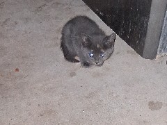 Grey domestic shorthair kitten – Phoenix