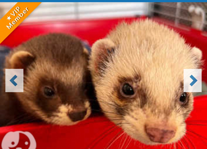 two male ferrets