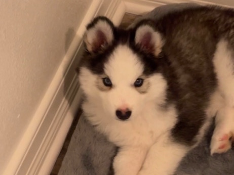 Siberian Husky – puppy husky for sale – San Diego