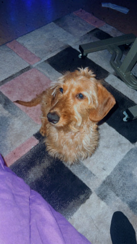 Dachshund – Loving Dachshund