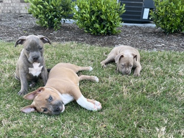 Rehoming PUPPIES ASAP – River Oaks
