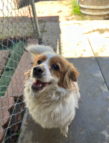  maltise bearded collie mix