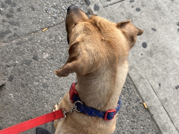 German Shepherd – not sure – New York
