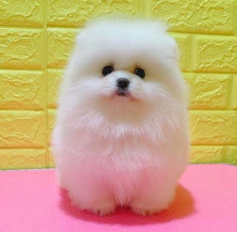 Pomeranian – White Pomeranian Puppy For sale