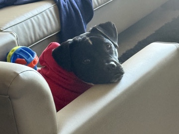 Boxer – Affectionate Boxer Dog for Rehoming – 1 Year 6 Months Old – Montgomery