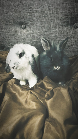 Bunnies