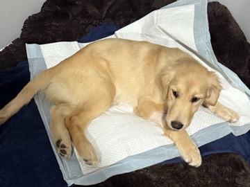 Golden Retriever – Golden Retriver 7 months – Kenner