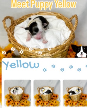 Portuguese Water Dog – Puppy Yellow Male